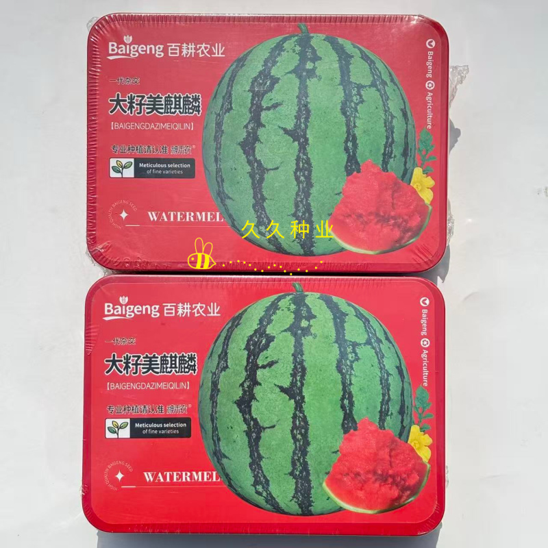 大籽美麒麟西瓜种子杂交中早熟圆形酥脆大红瓤早佳麒麟瓜