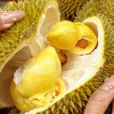 金枕榴莲一手批发价格