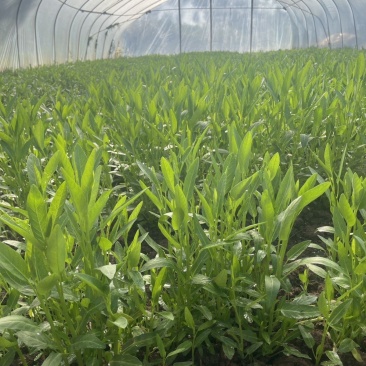 成都老品种小叶空心菜老根带苗大量出售