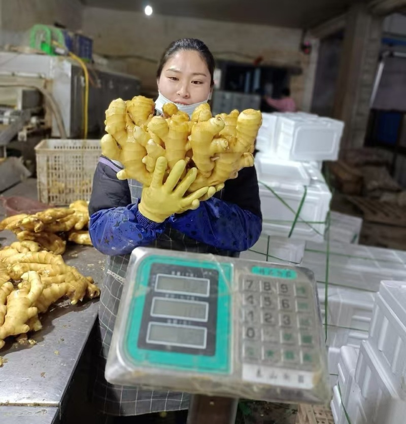 生姜批发/山东大黄姜【加工厂电商货市场货】可全国发货