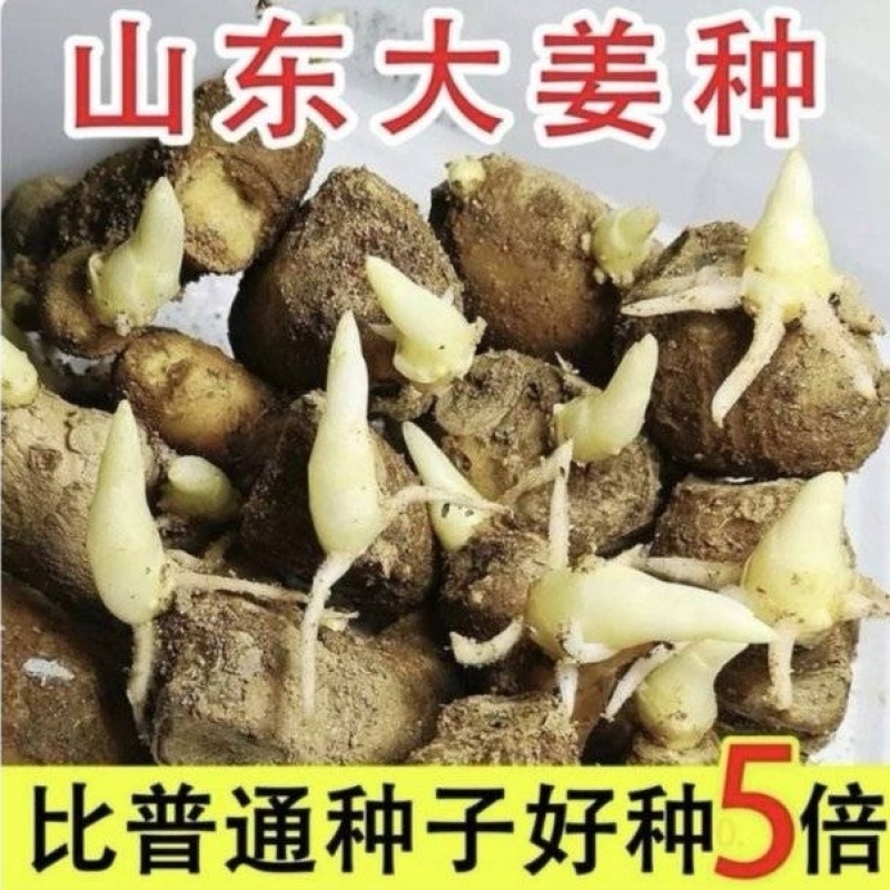 【已催芽/即买即种】生姜种子批发/品种齐全/包技术发全国