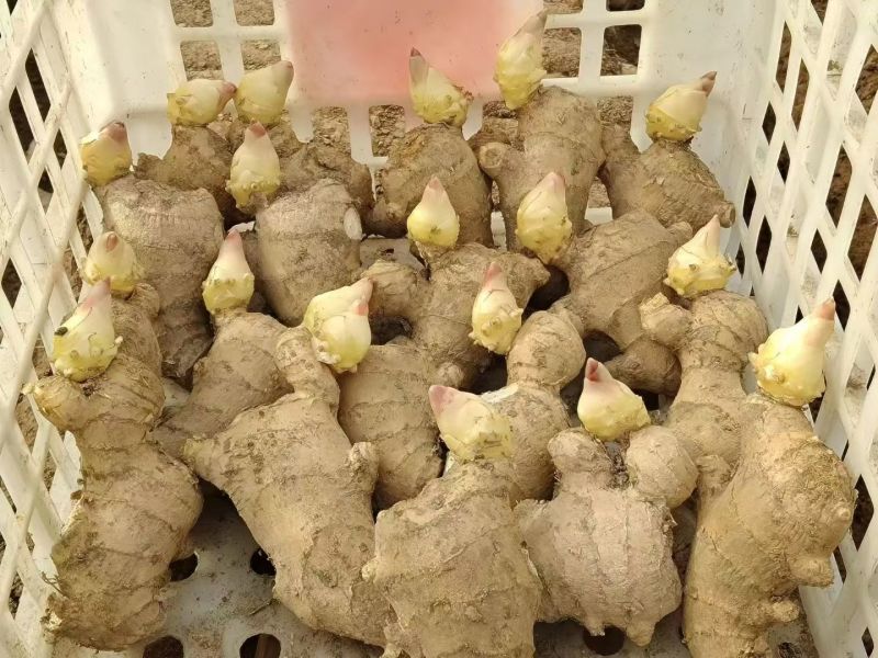 【已催芽/即买即种】生姜种子批发/品种齐全/包技术发全国