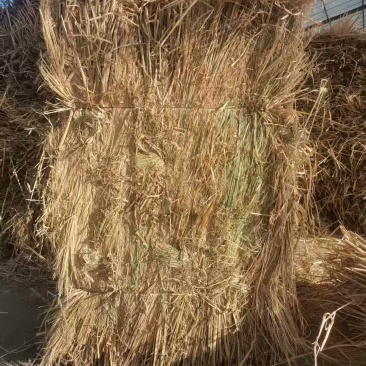 治沙稻草