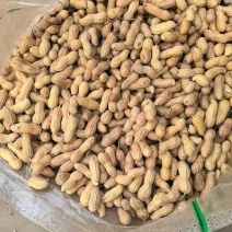 黑花生精选果