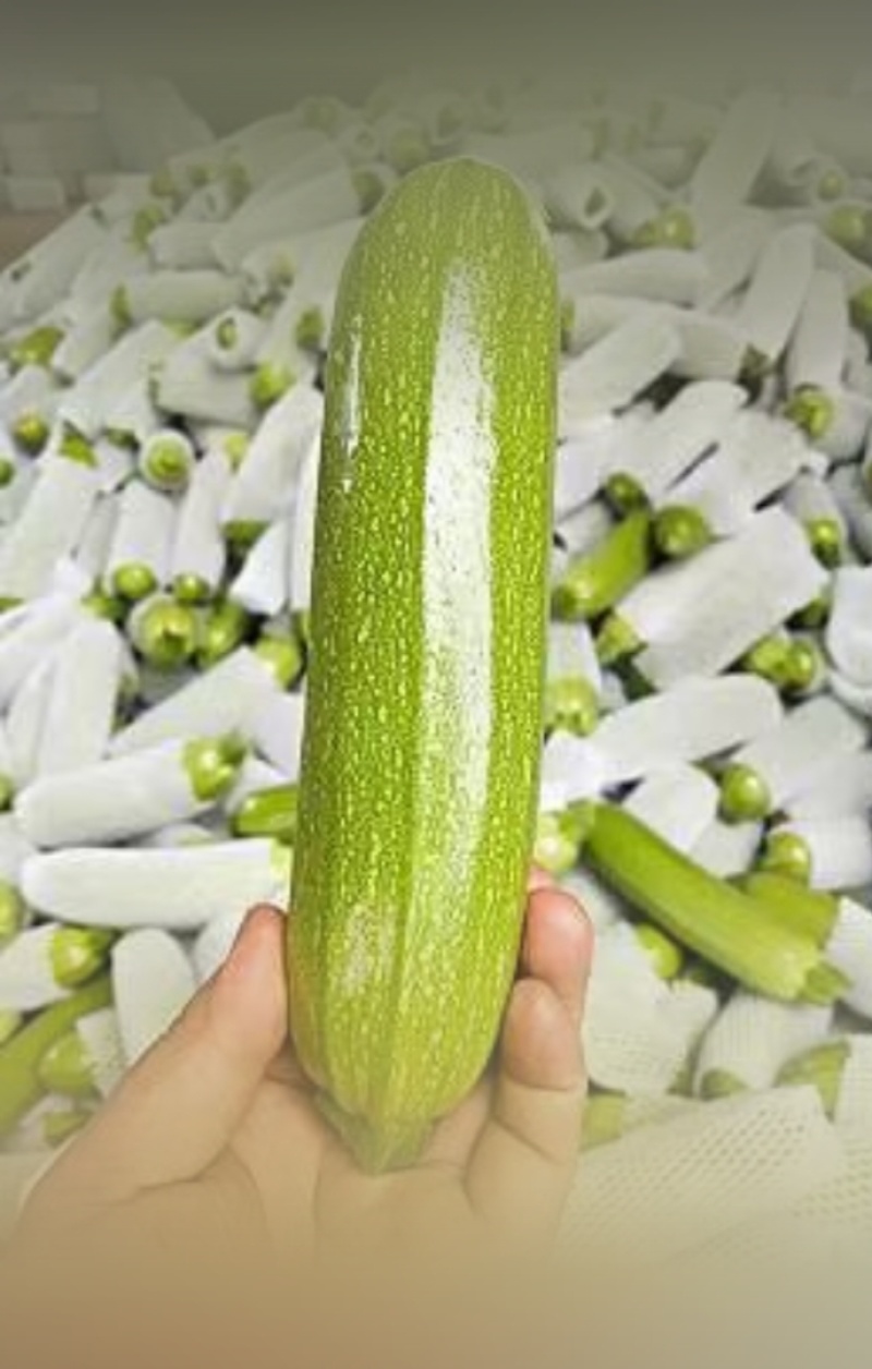 西葫芦