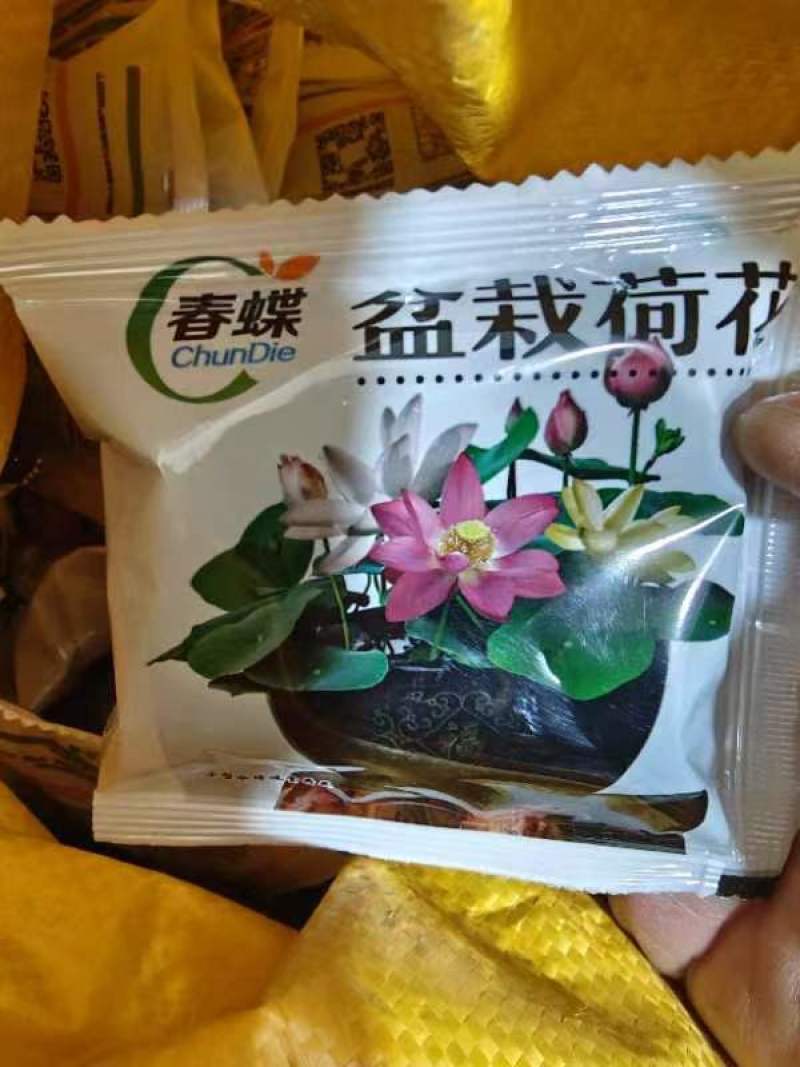 荷花种子水培植物莲花荷花水生养花卉绿植盆栽室内好养荷花种