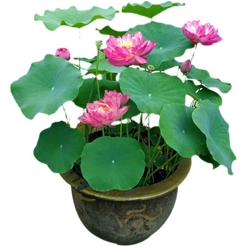 荷花种子水培植物莲花荷花水生养花卉绿植盆栽室内好养荷花种