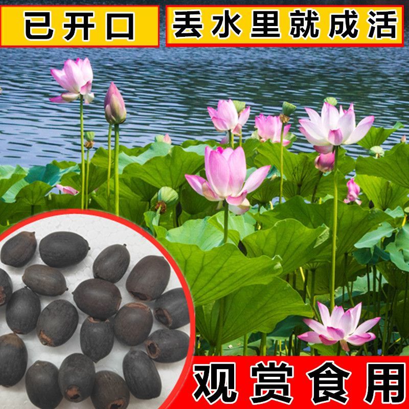 荷花种子水培植物莲花荷花水生养花卉绿植盆栽室内好养荷花种