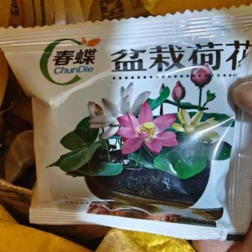荷花种子水培植物莲花荷花水生养花卉绿植盆栽室内好养荷花种