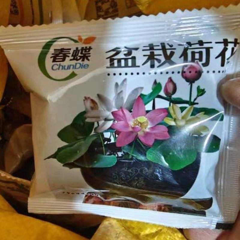 荷花种子水培植物莲花荷花水生养花卉绿植盆栽室内好养荷花种