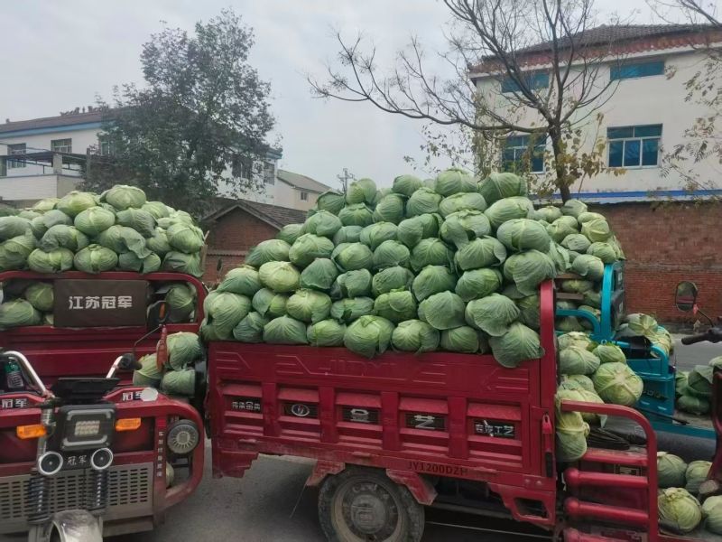 湖北甘蓝，奥奇娜圆包菜，品质保证市场商超大量供应