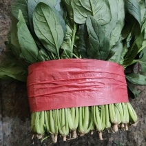 大叶菠菜