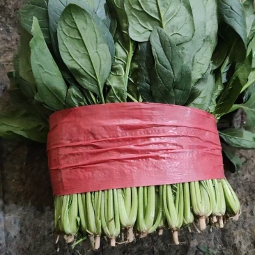 大叶菠菜