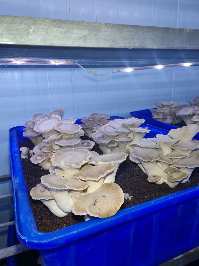 燕孢菇，叶子可用于平菇。根茎可用于杏孢菇。**的一品多用。