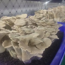 燕孢菇，叶子可用于平菇。根茎可用于杏孢菇。**的一品多用。