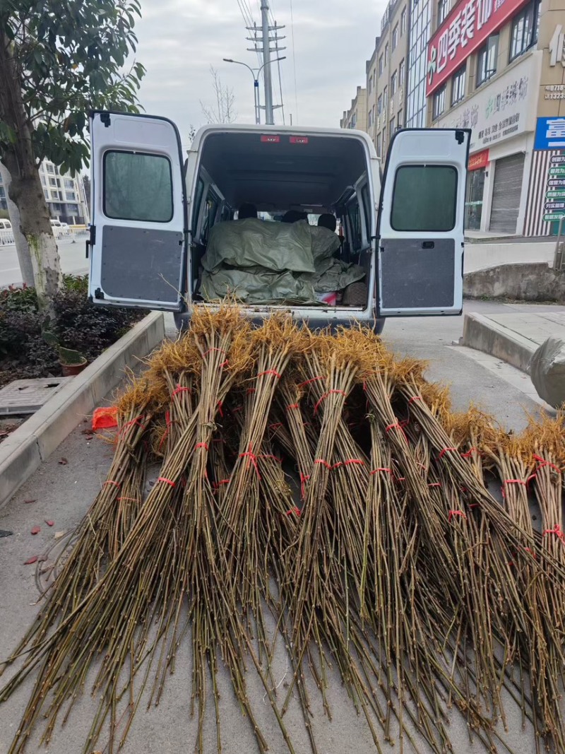 广西省河池市罗城仫佬族自治县个体户大批发大叶厚皮川黄柏苗