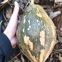 香芋南瓜