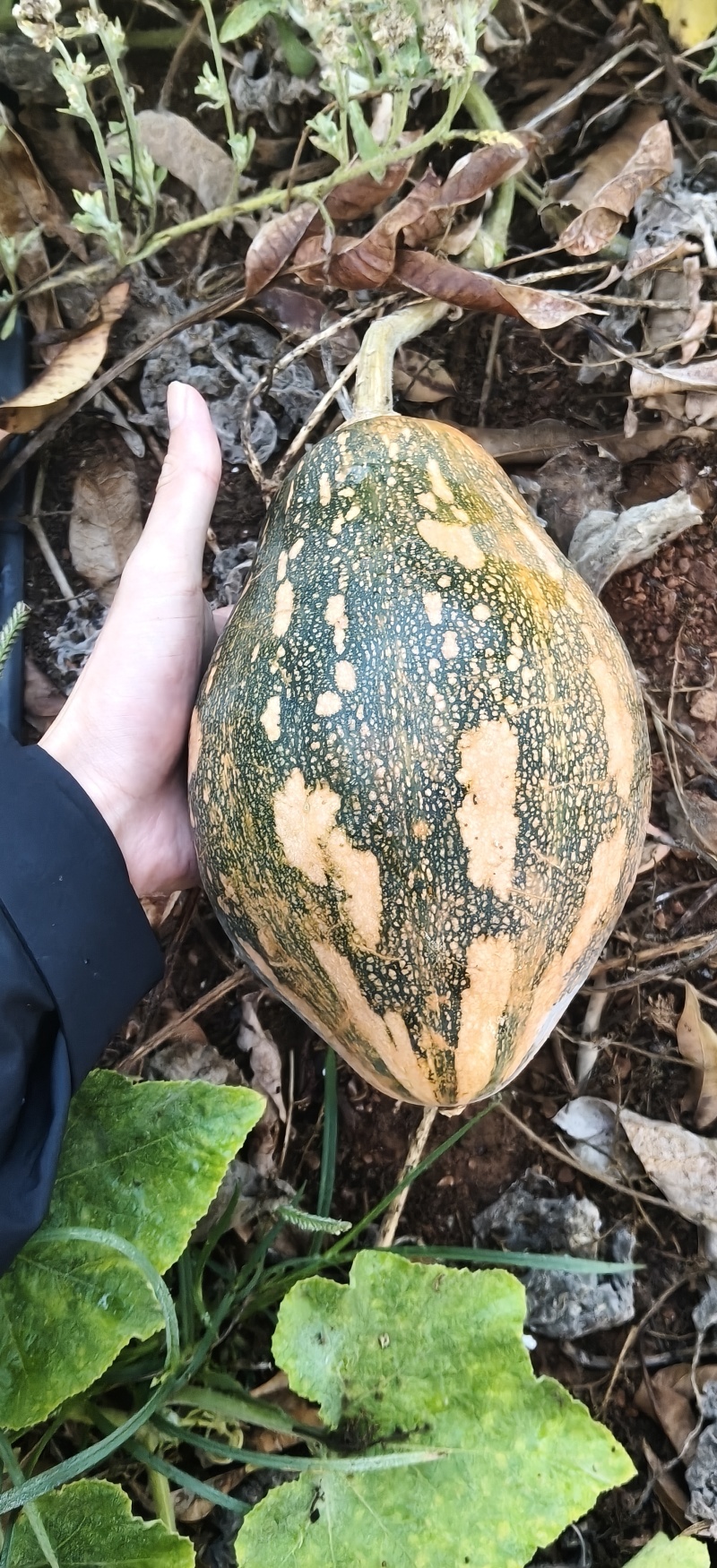 香芋南瓜
