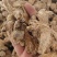 干姜干姜个炮姜无硫干姜片粉姜小黄姜一公斤起批
