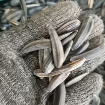 瓜子，月亮湾瓜子，狼牙瓜子，大的不是小料