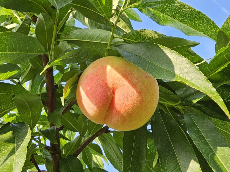 【2棵起售】湖景慈风无锡阳山水蜜桃苗种苗树苗嫁接苗白凤