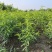 【2棵起售】湖景慈风无锡阳山水蜜桃苗种苗树苗嫁接苗白凤