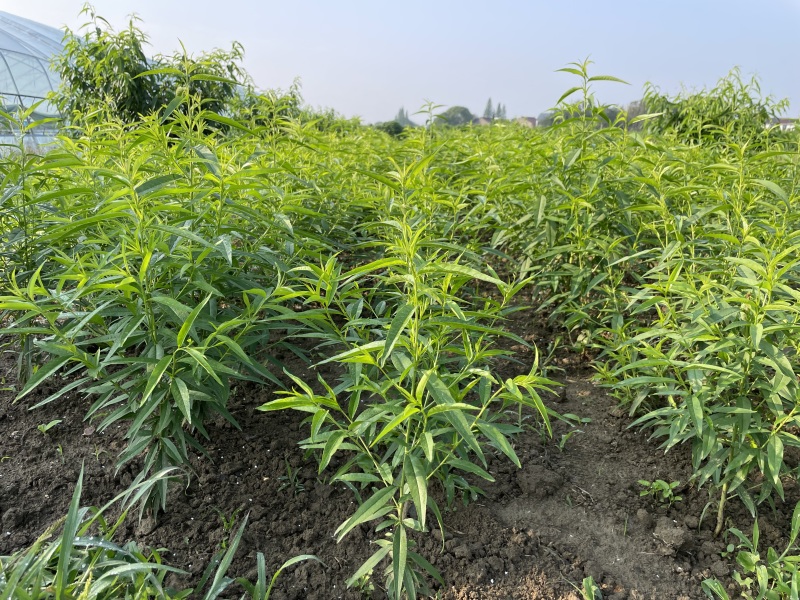 【2棵起售】湖景慈风无锡阳山水蜜桃苗种苗树苗嫁接苗白凤