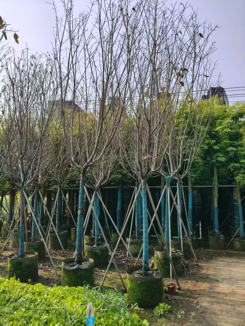 樱花