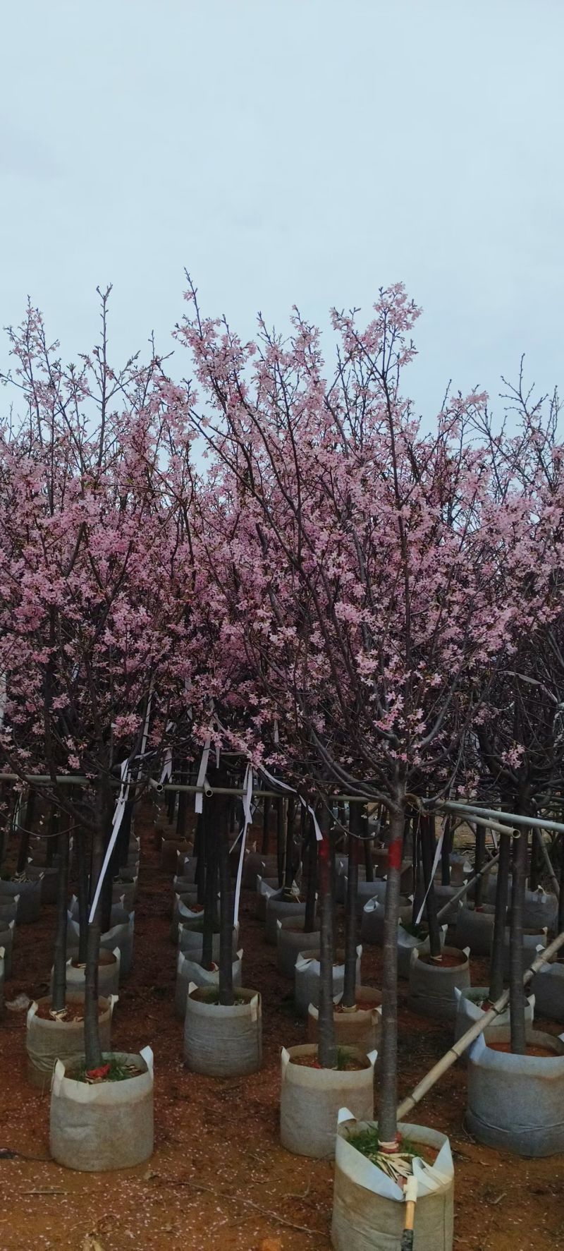 樱花
