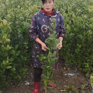 佛手两年苗，基地直销，决无中间商，根系发达，批发零售，