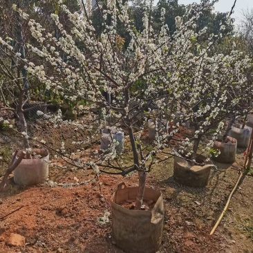 青梅树
