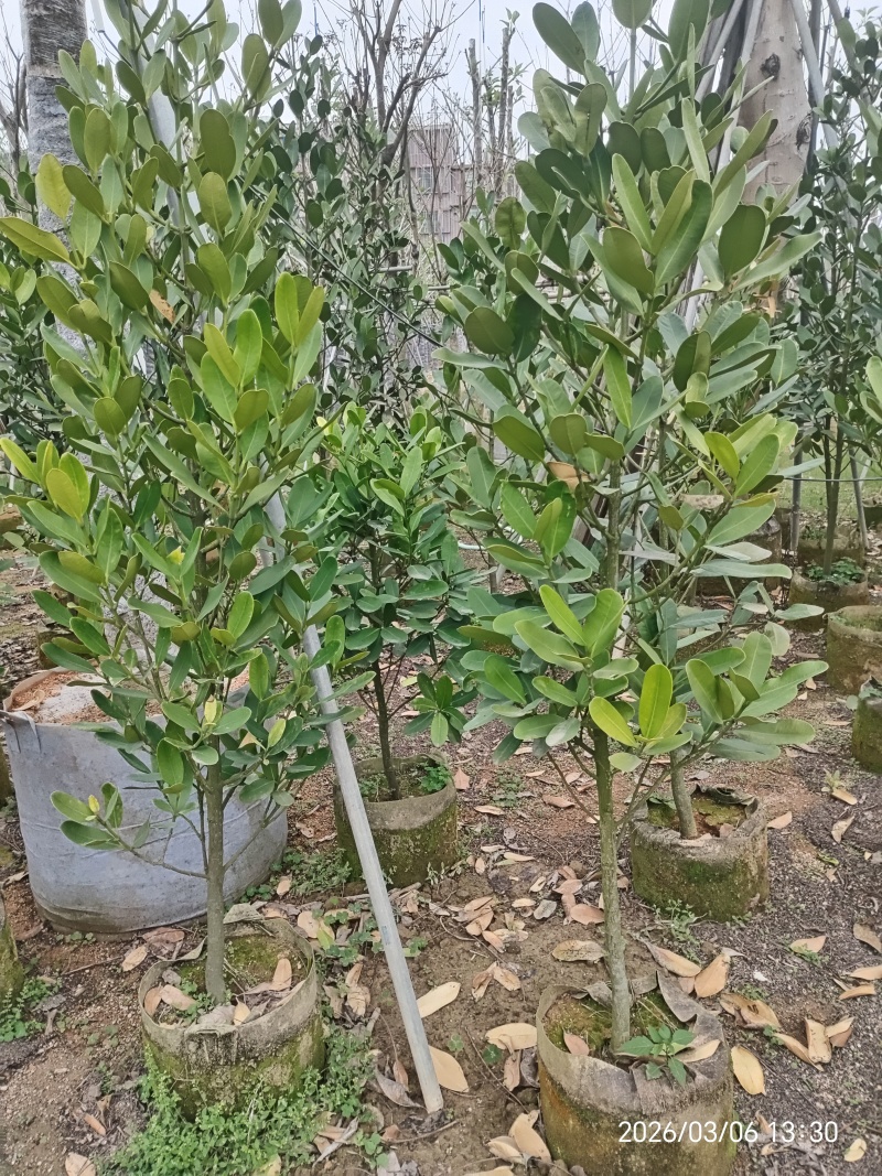 福木