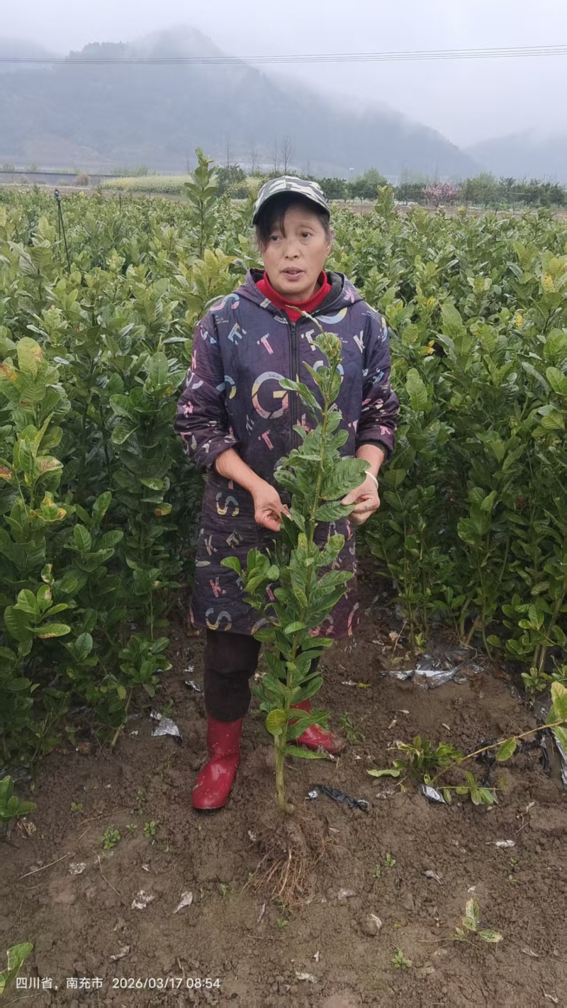 佛手两年苗，基地直销，决无中间商，根系发达，批发零售，