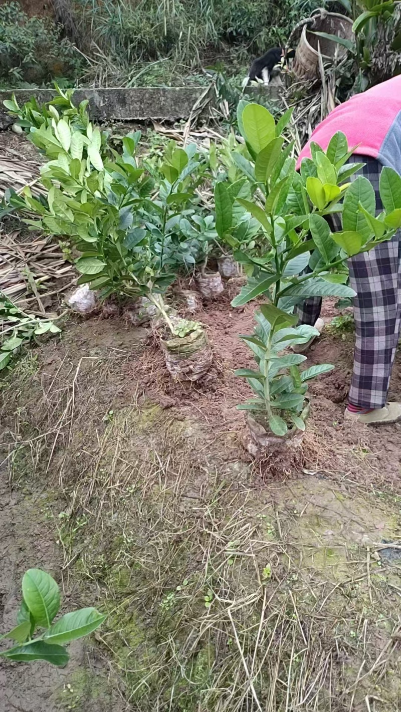 佛手两年苗，基地直销，决无中间商，根系发达，批发零售，