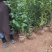 佛手两年苗，基地直销，决无中间商，根系发达，批发零售，