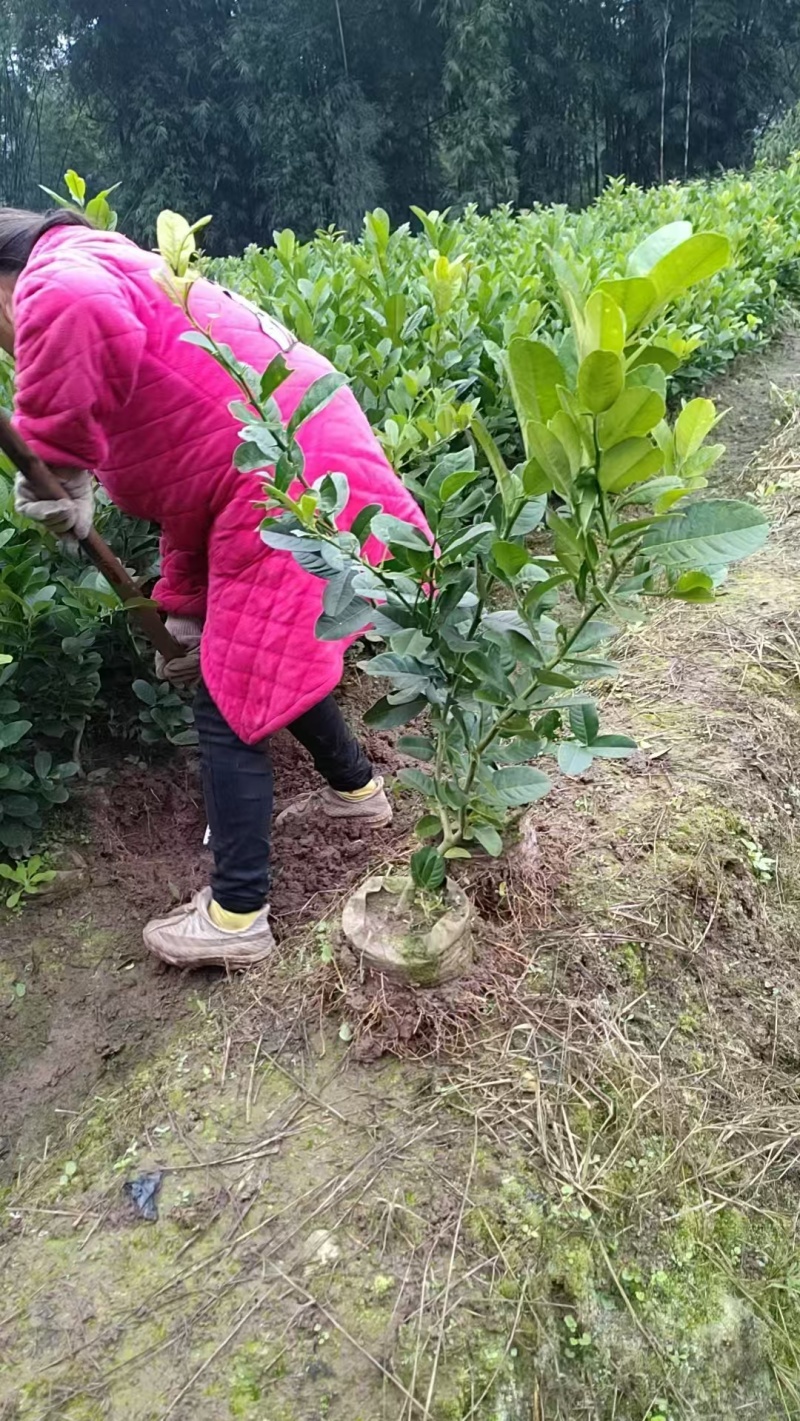 佛手两年苗，基地直销，决无中间商，根系发达，批发零售，