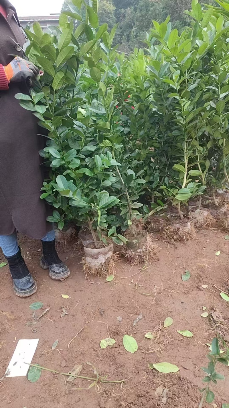 佛手两年苗，基地直销，决无中间商，根系发达，批发零售，