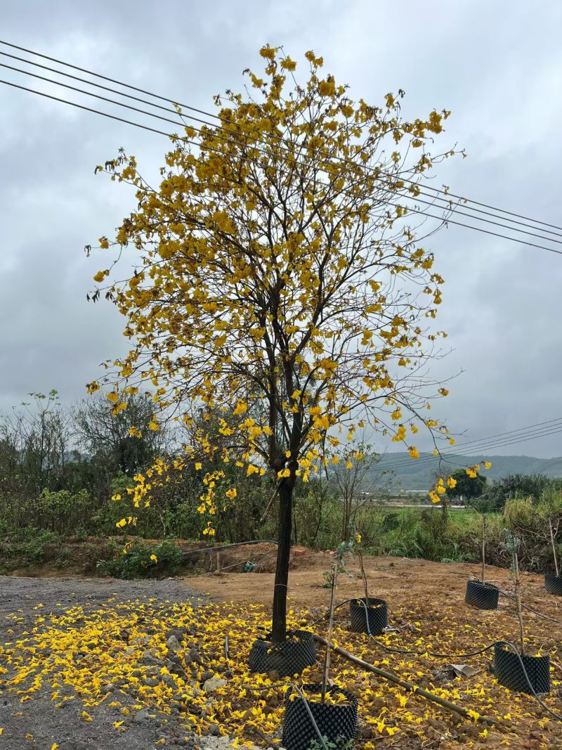 黄花风铃木