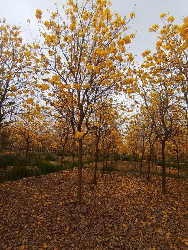 黄花风铃木