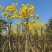 黄花风铃木