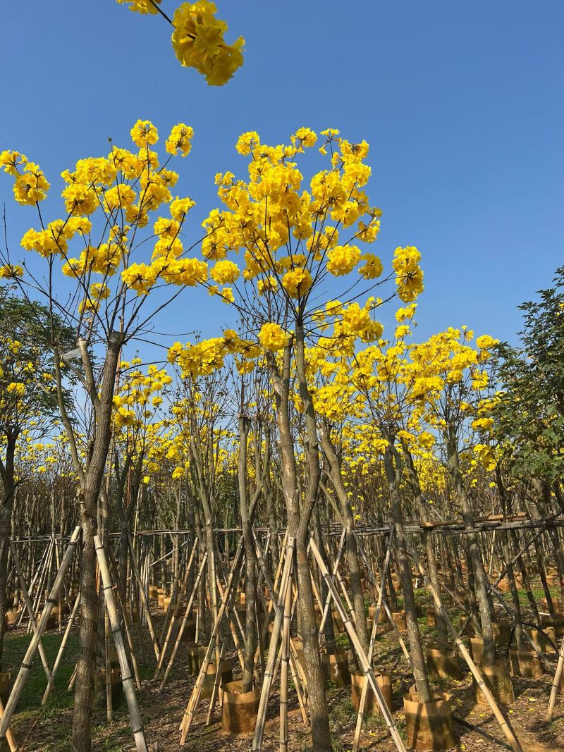 黄花风铃木