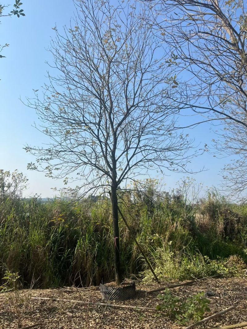 黄花风铃木