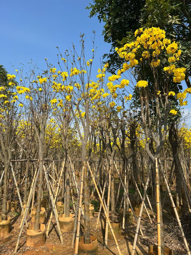 黄花风铃木