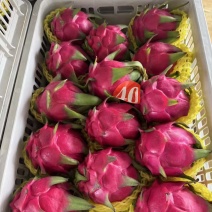火龙果