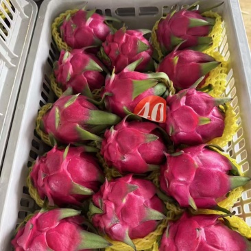 火龙果