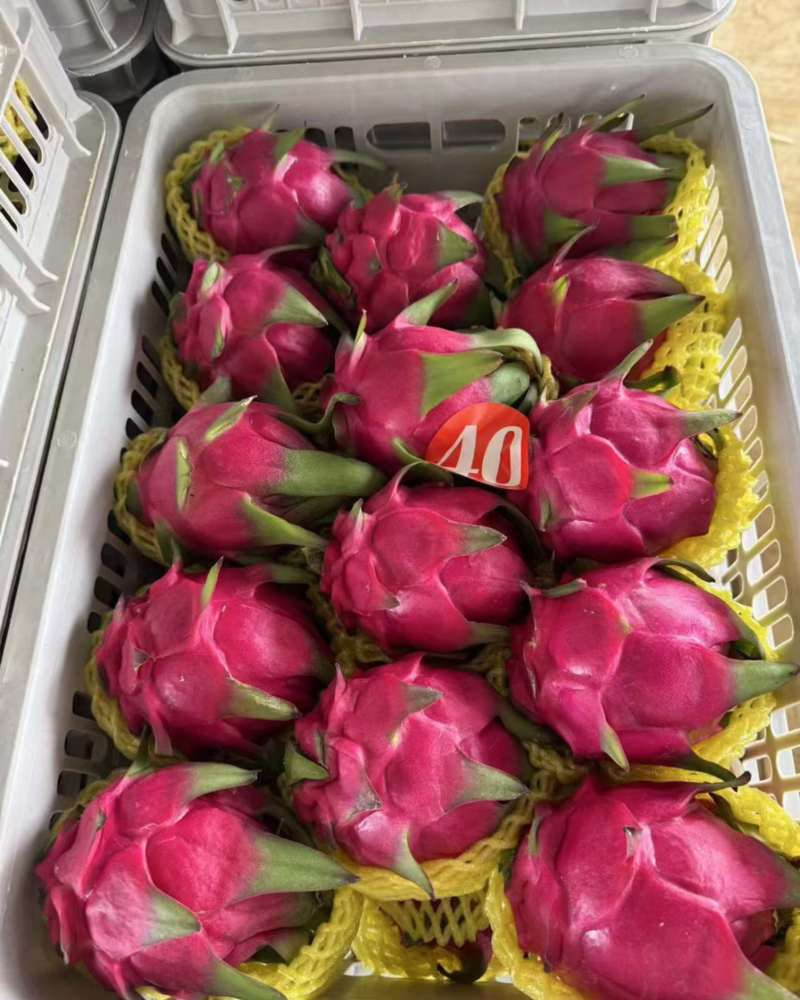 火龙果