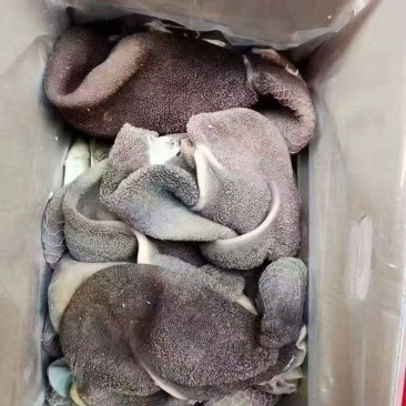 黑羊肚
