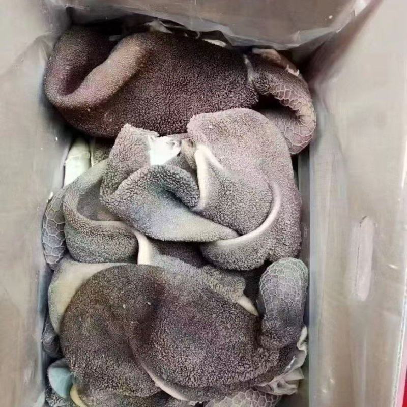 黑羊肚