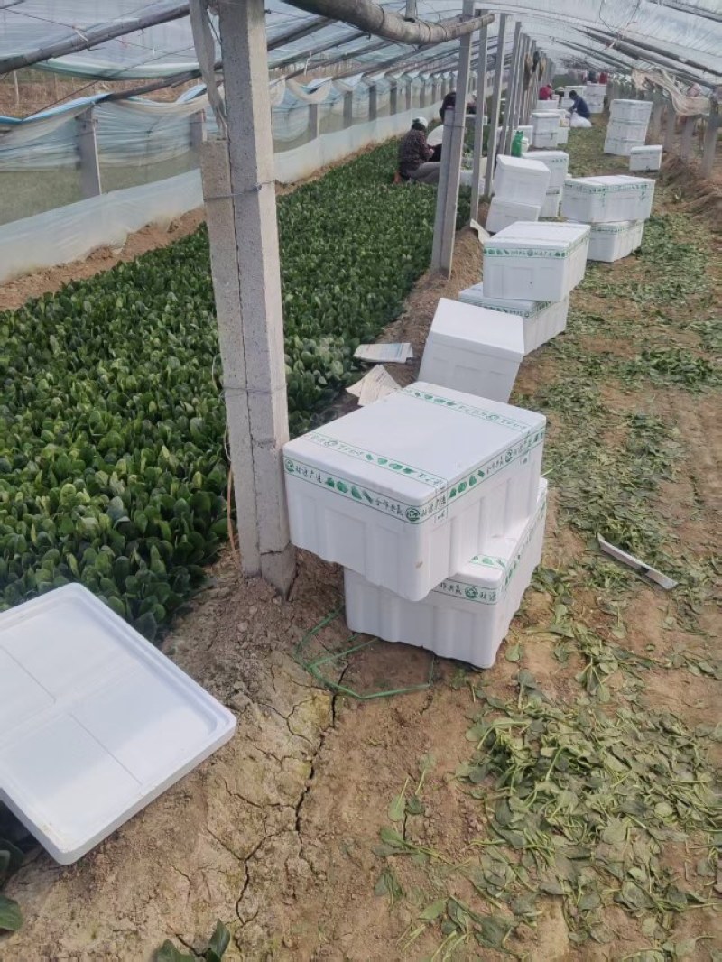 精品大叶菠菜，山东滨州菠菜，保质保量规格齐全，欢迎联系