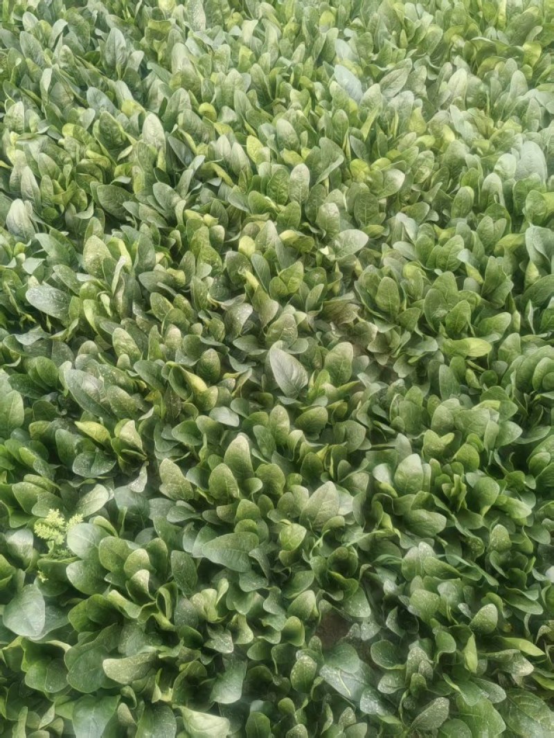 精品大叶菠菜，山东滨州菠菜，保质保量规格齐全，欢迎联系